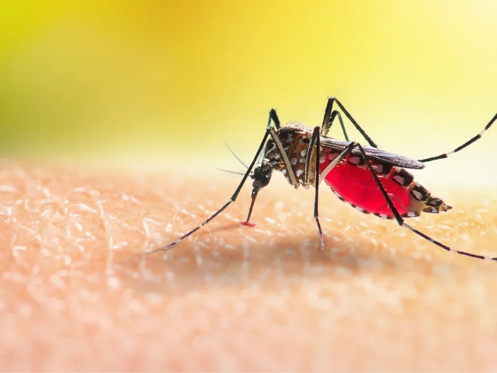 ¡No baje la guardia! Así puede prevenir el dengue