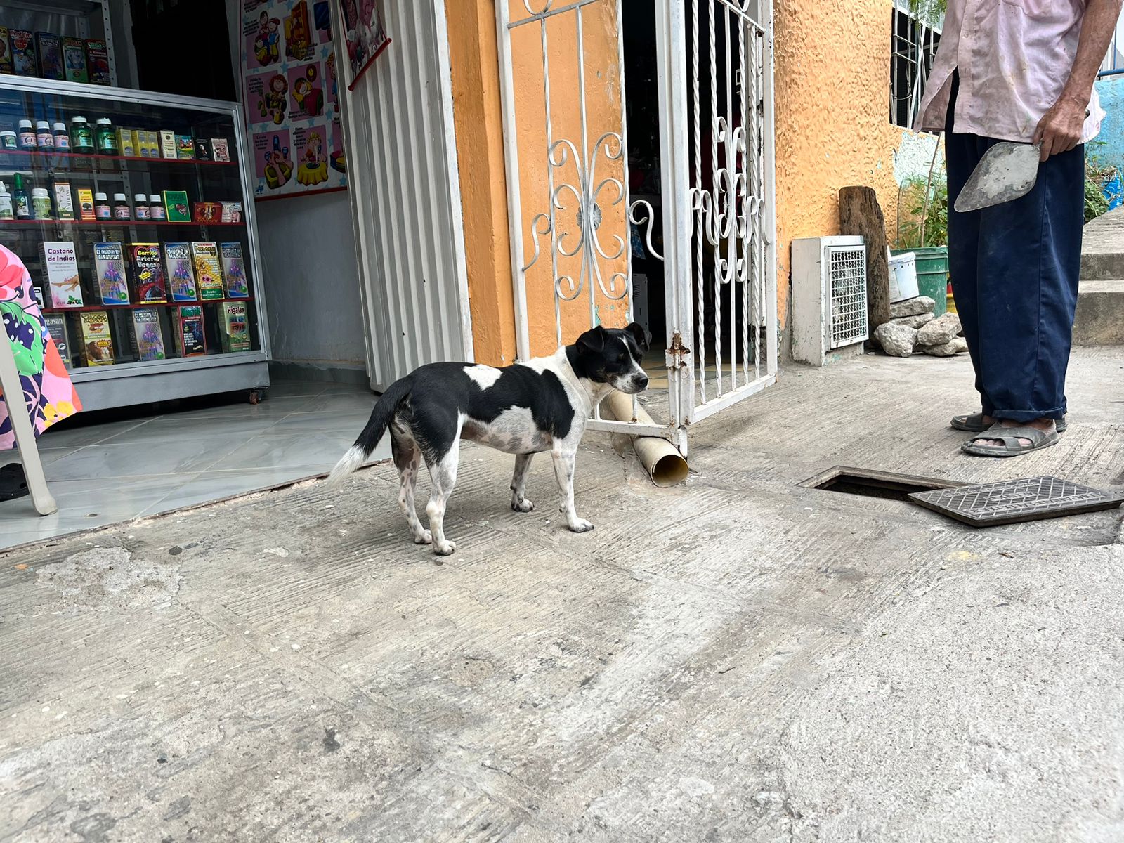No cesan las denuncias por abandono de animales