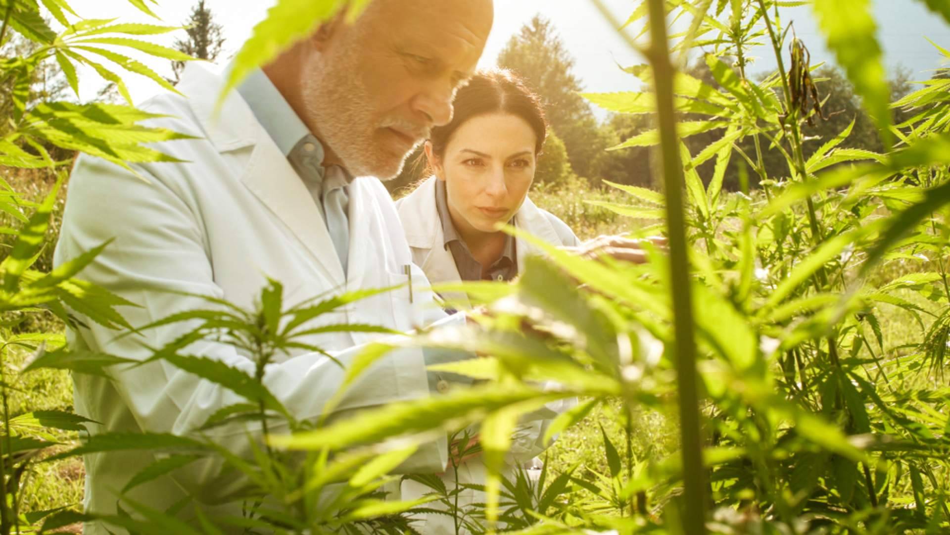 Cannapp, la tienda de cannabis medicinal y cosmético de referencia en Colombia